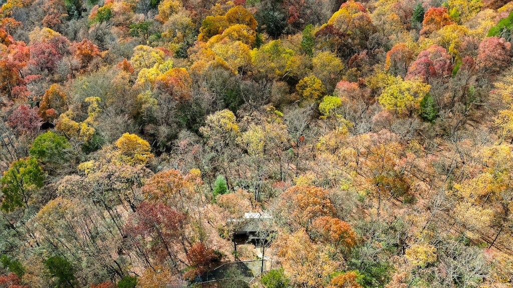 Bluebird Day - Views