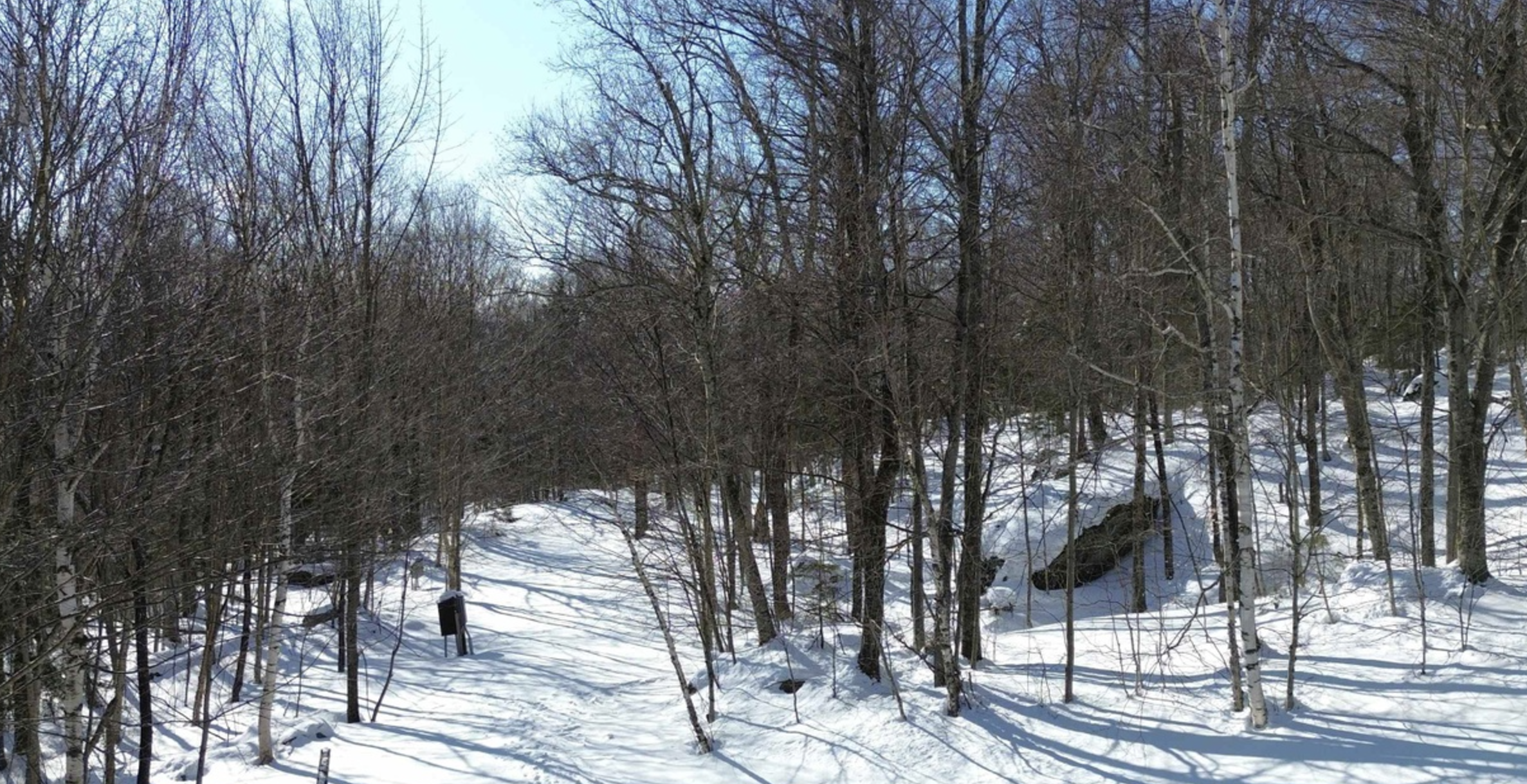 - Snowy forest path winding through bare winter trees   - Peaceful setting for walks, snowshoeing, and exploring   - Serene natural beauty surrounds your mountain getaway