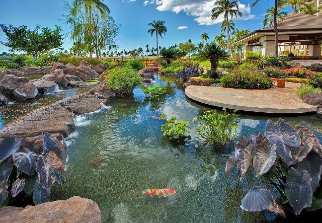 Idyllic tropical koi pond surrounded by lush foliage.