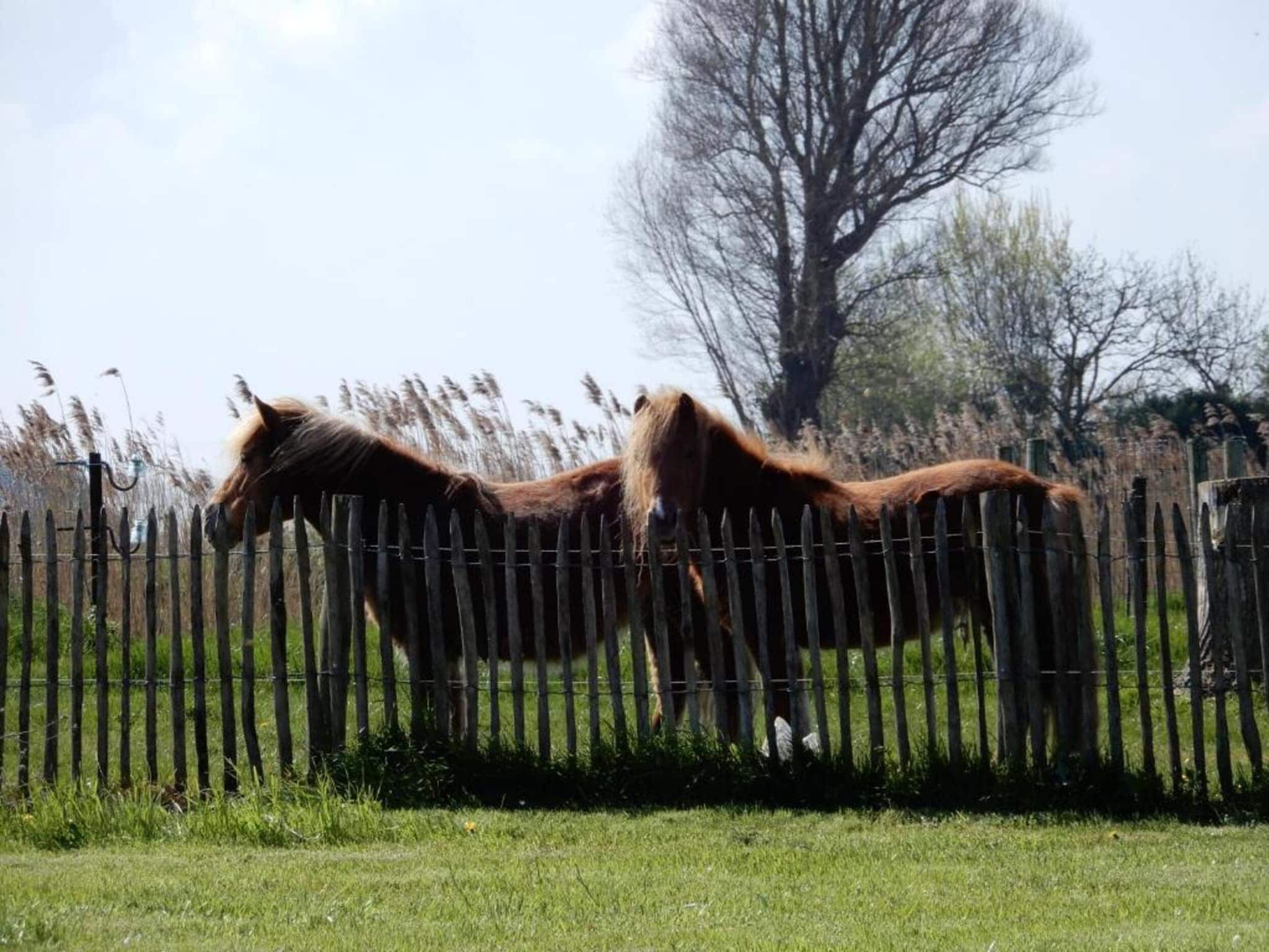 Apartment in Nieuwpoort near the Beach