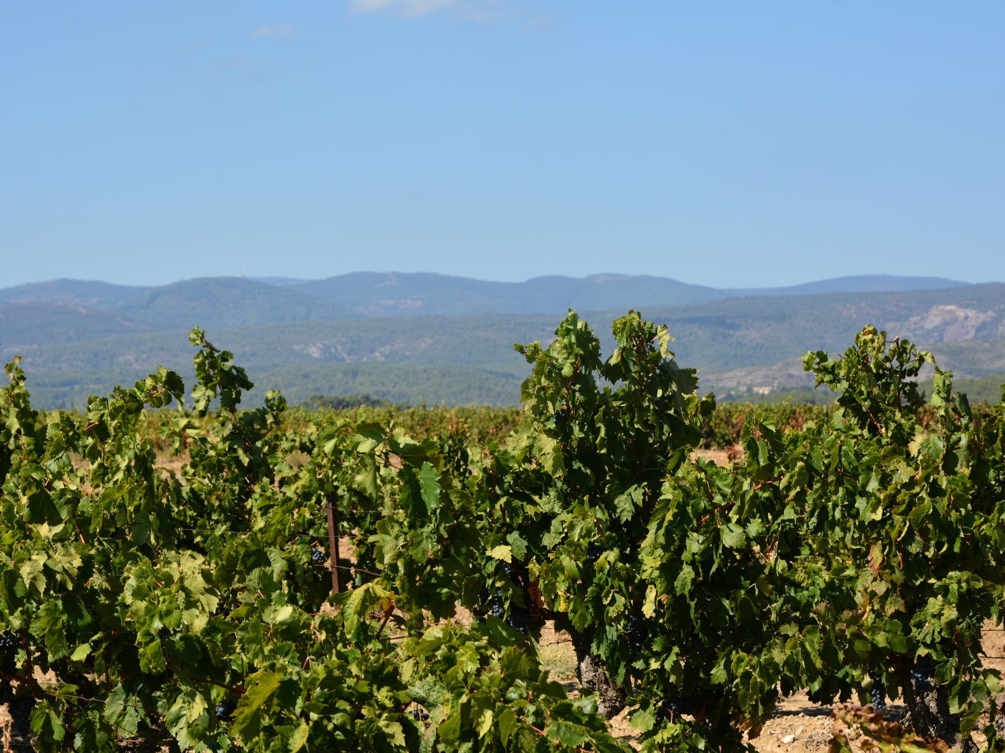Villa in Caunes-Minervois with Private Pool