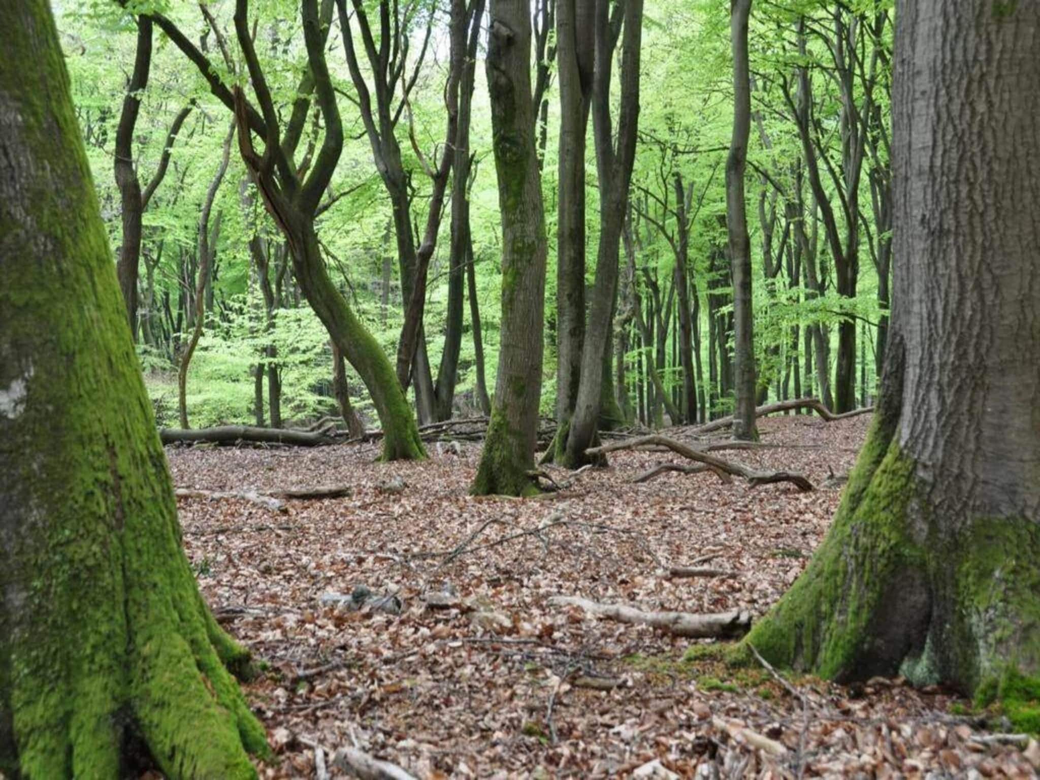 Chalet in Veluwe near Sauna Drôme