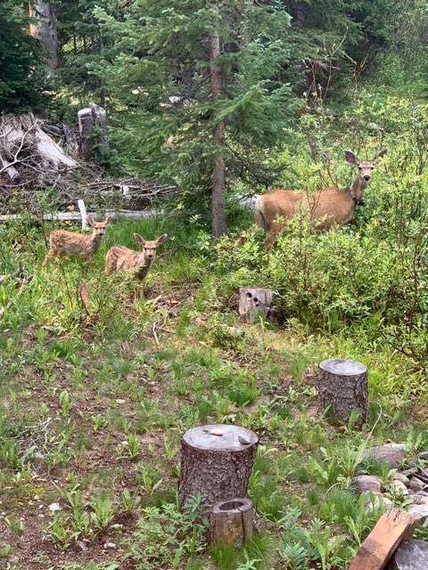 A deer and two fawns stand in a lush woodland clearing, surrounded by greenery with tree stumps and shrubs visible.
