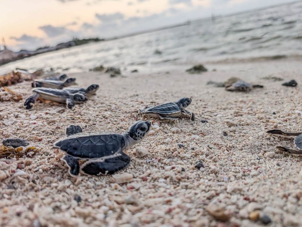 Liberación de tortugas (julio–septiembre)
Vive un momento único: ver a las pequeñas tortuguitas correr hacia el mar al atardecer…
Un espectáculo mágico, romántico y lleno de vida. 