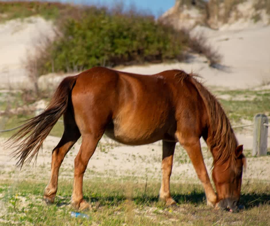 A quick 2 minute drive to the 4x4 drive on beach for wild horse viewing!