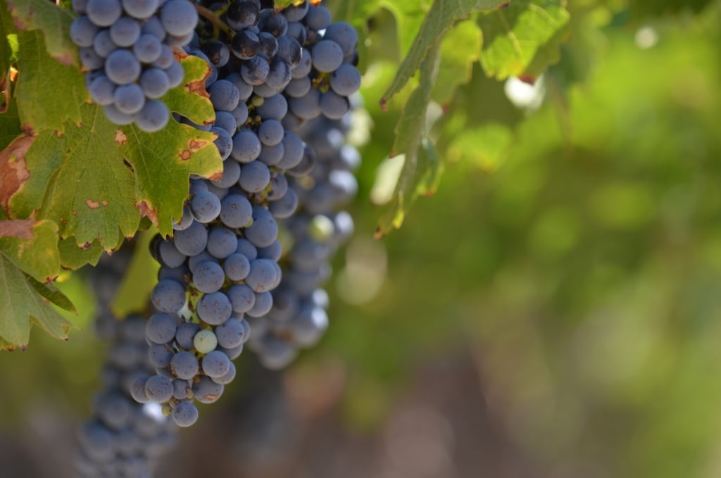 00F0A796-54BC-4F17-8448-4488CC235C08_1_105_c