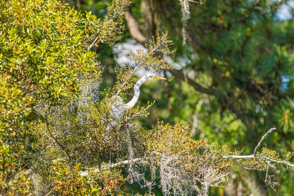 Beautiful local nature just outside your backyard