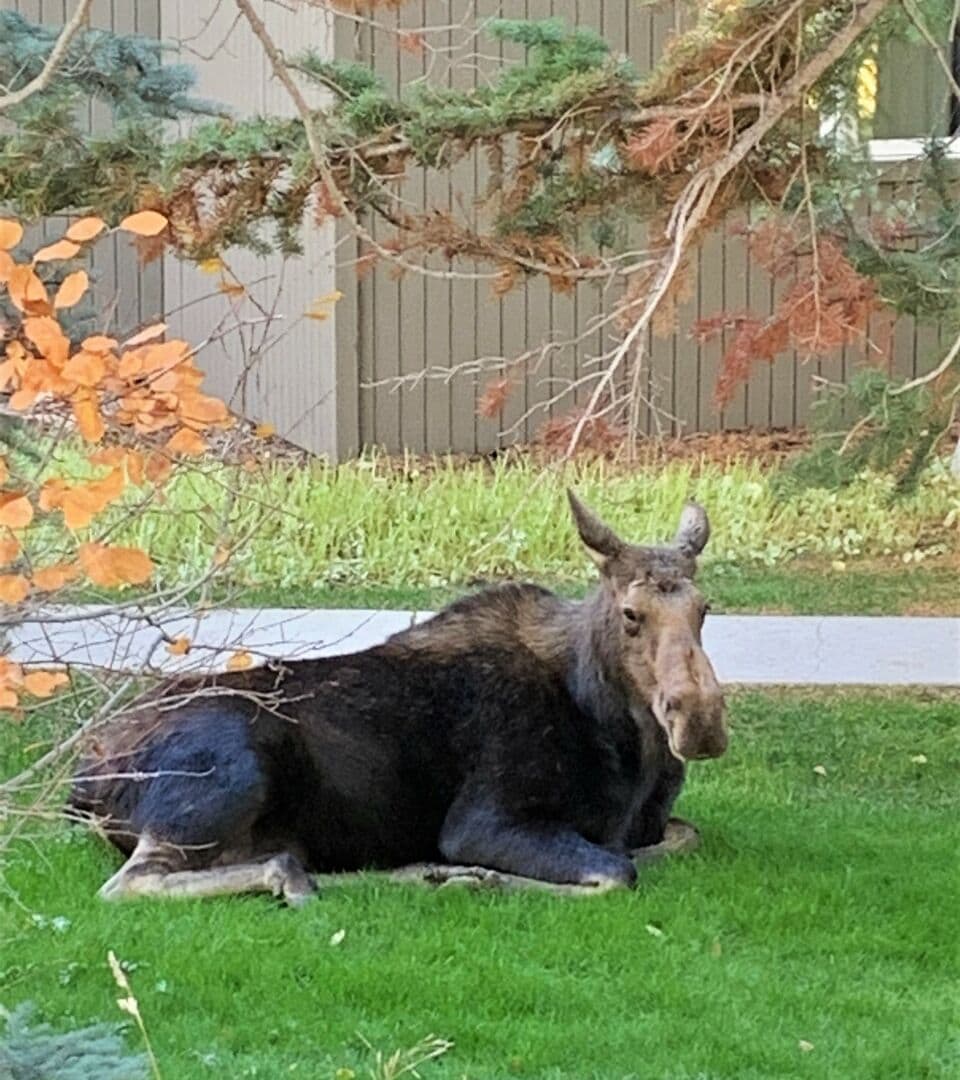 Snow Ridge Fall Visitor