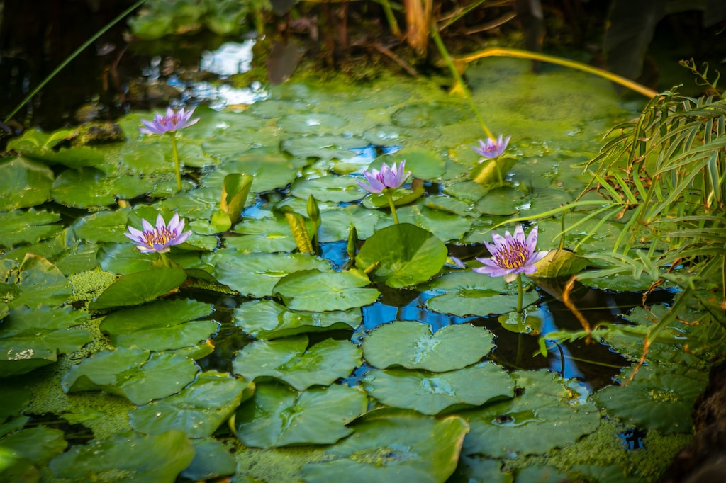 Blooming Lily Pads