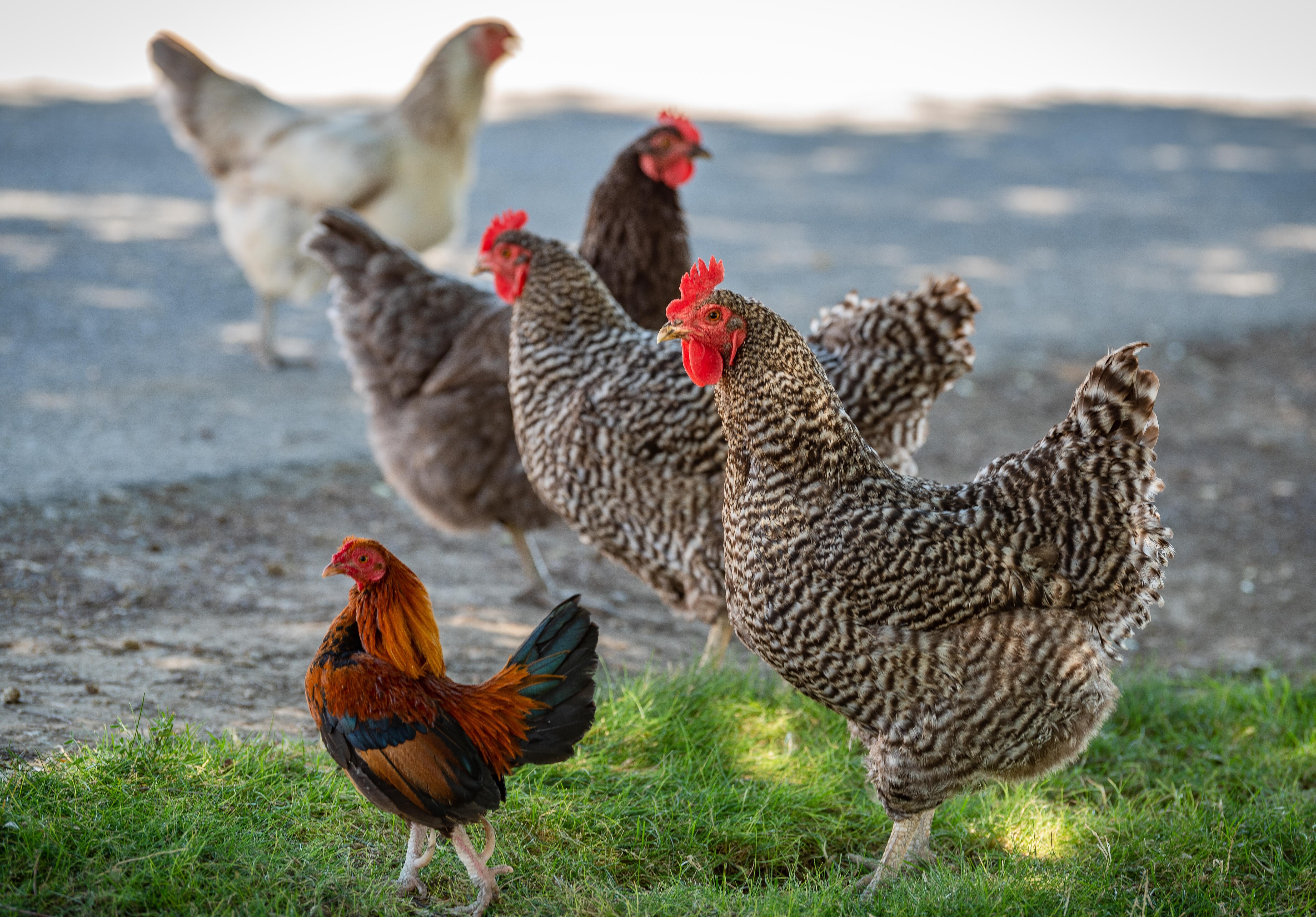 810_8209-2 810_8209-2