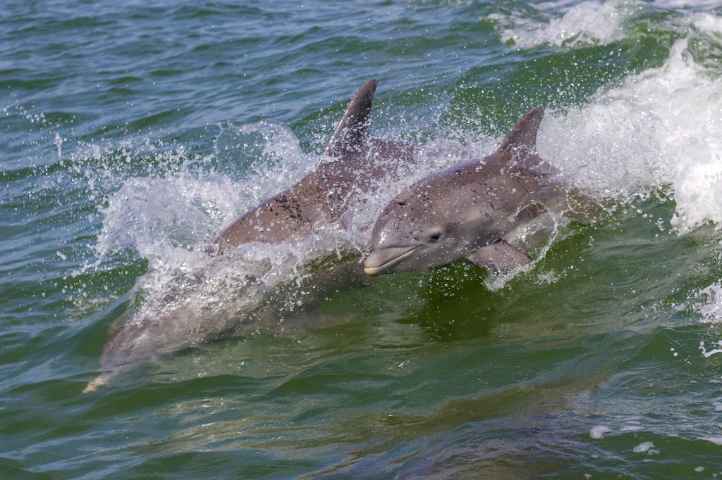 Dolphin sightings