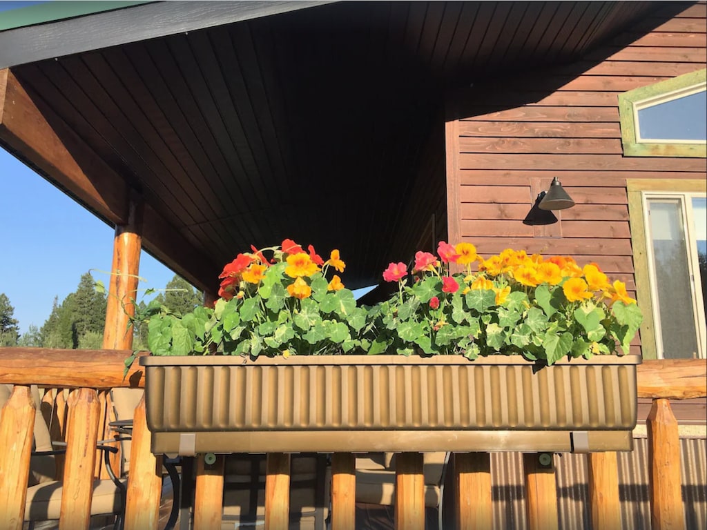 Flower boxes in summer sun