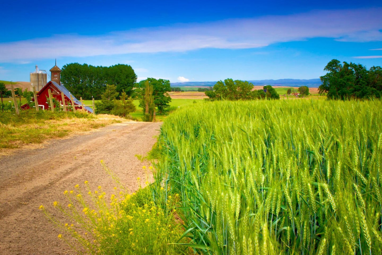 Armstrong Vineyard Cottage