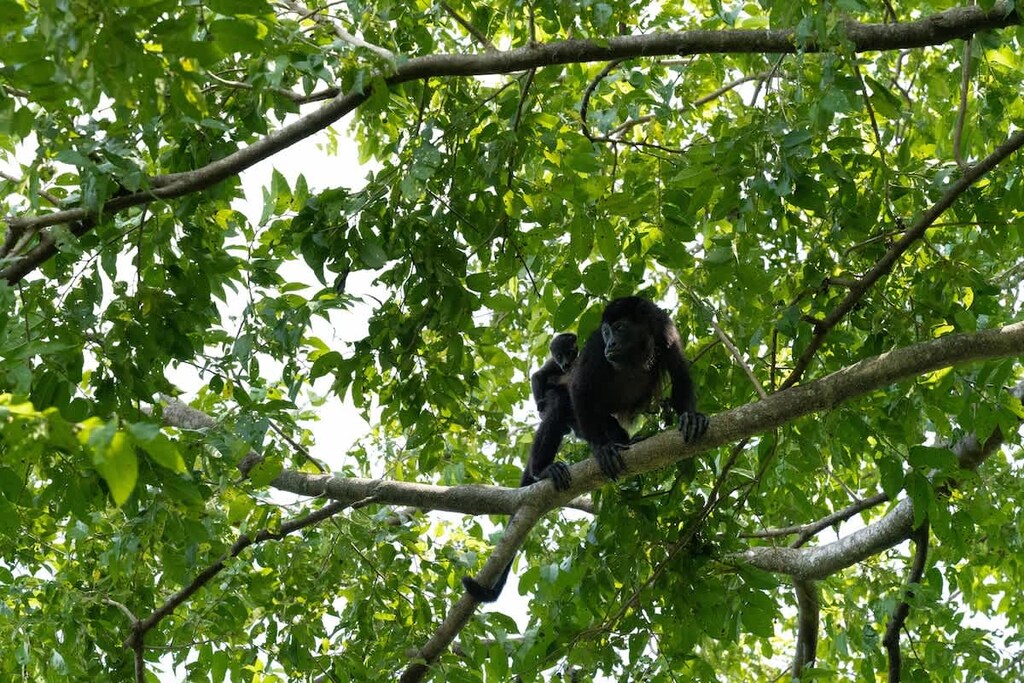 Palo Verde boat Tour by BZE