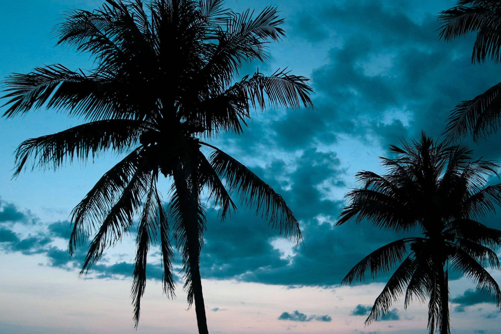 Datura Dreams Datura Dreams