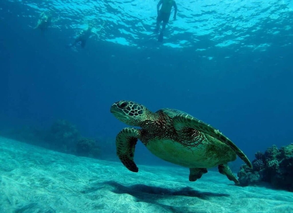 Swim with sea turtles in crystal-clear waters, an unforgettable experience awaits!
