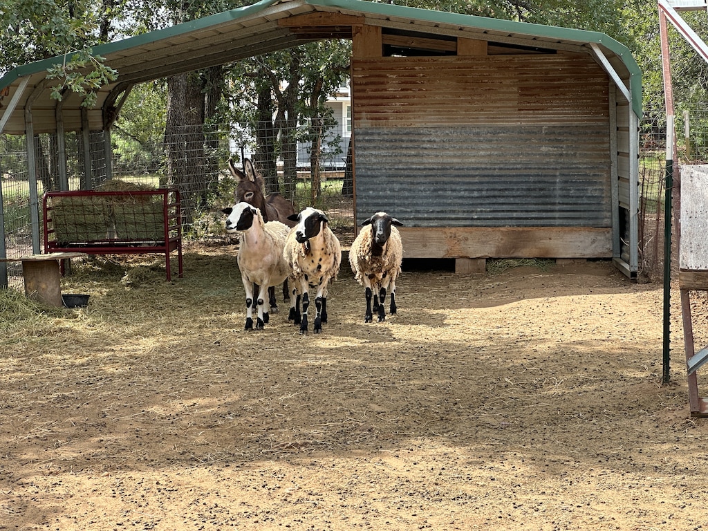 Tiny Town at GSD Ranch Fun! Ranch Animals!