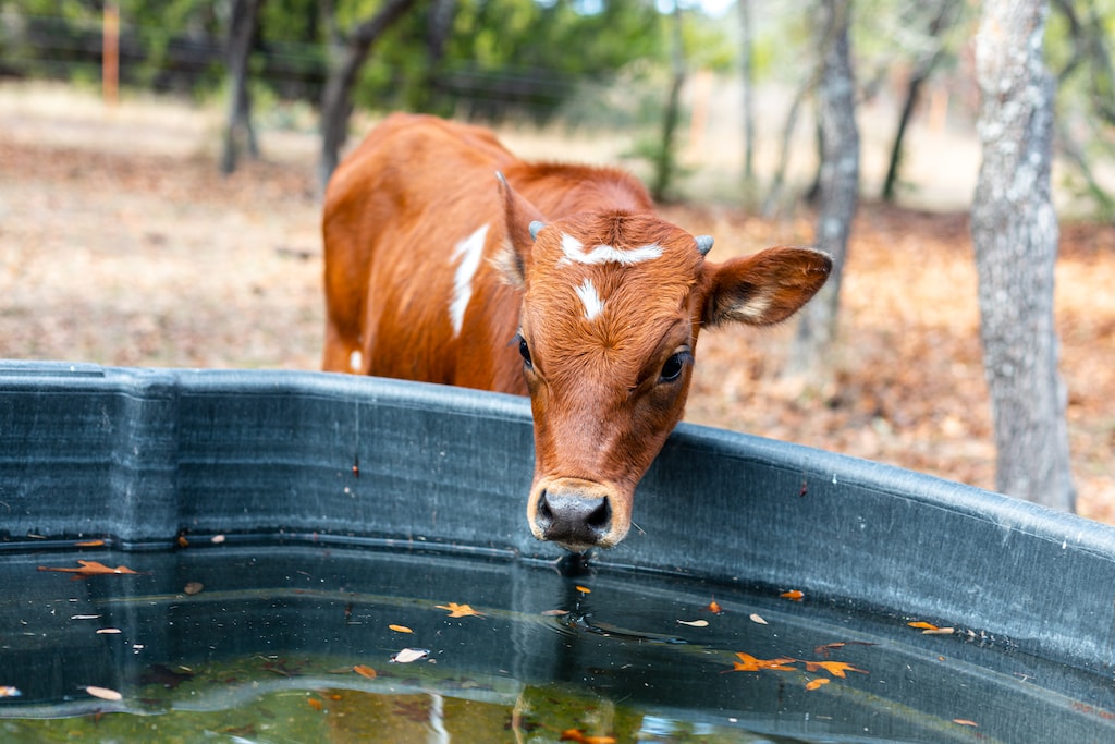 Cows